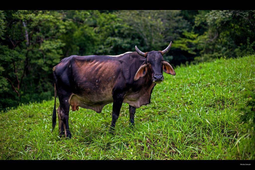 Eco Venao Lodge, ปลายาเวเนา ภายนอก รูปภาพ